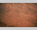 Gravure de Rhinocéros
