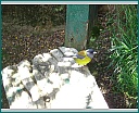 dsc00009.jpg