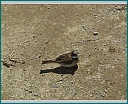 Pour agrandir cliquer sur la vignette dsc00013.jpg