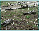 Pour agrandir cliquer sur la vignette dscn1475.jpg