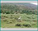 Pour agrandir cliquer sur la vignette kn008005.jpg