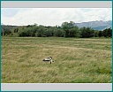 Pour agrandir cliquer sur la vignette kn008029.jpg
