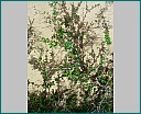 dscn1575.jpg