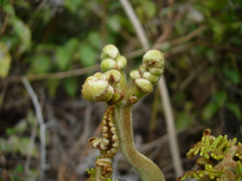 dscn8181.jpg