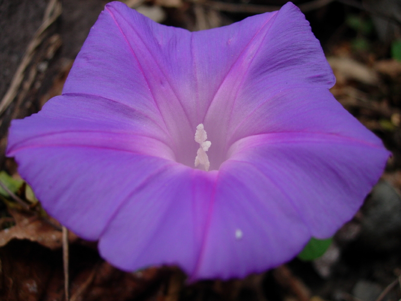 dscn8206.jpg
