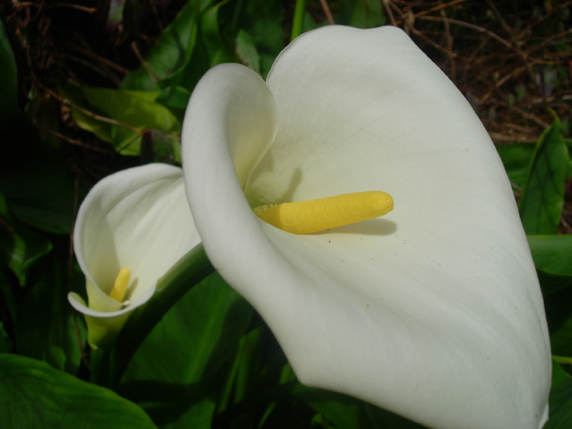 dscn8271.jpg