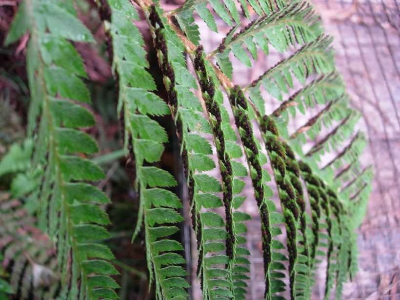 dscn8316.jpg
