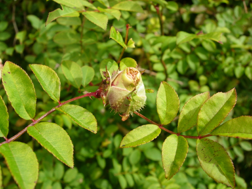 dscn8344.jpg