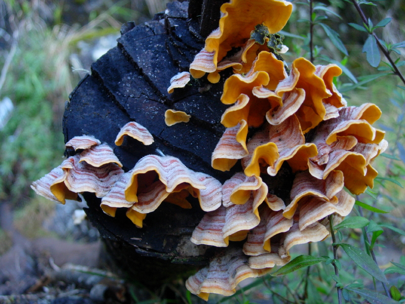 dscn8436.jpg