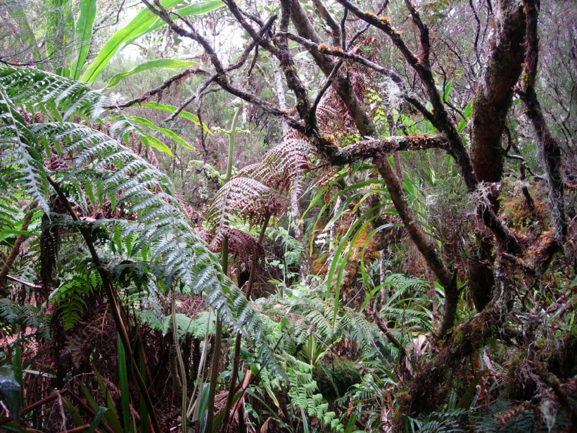 dscn8795.jpg