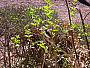 dscn8586.jpg