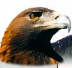 aigle