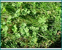 Pour agrandir cliquer sur la vignette dscn1145.jpg