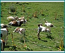 Pour agrandir cliquer sur la vignette dscn1146.jpg