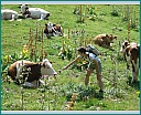 Pour agrandir cliquer sur la vignette dscn1147.jpg