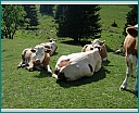 Pour agrandir cliquer sur la vignette dscn1153.jpg