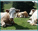 cliquer pour voir les photos La vache !