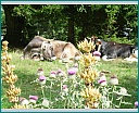 Pour agrandir cliquer sur la vignette dscn1158.jpg