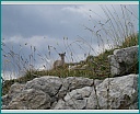 Pour agrandir cliquer sur la vignette dscn1096.jpg