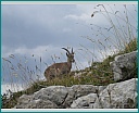 Pour agrandir cliquer sur la vignette dscn1097.jpg
