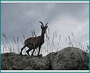 Pour agrandir cliquer sur la vignette dscn1100.jpg