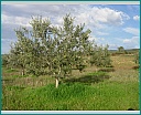 Pour agrandir cliquer sur la vignette dscn1322.jpg