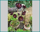Pour agrandir cliquer sur la vignette dscn1192.jpg