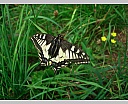 dscn3906.jpg