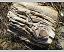 0pDSC04257.JPG