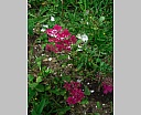 DSCN6826.JPG