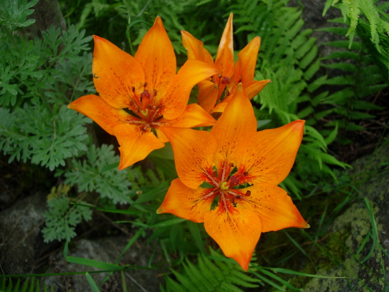 dscn7839.jpg