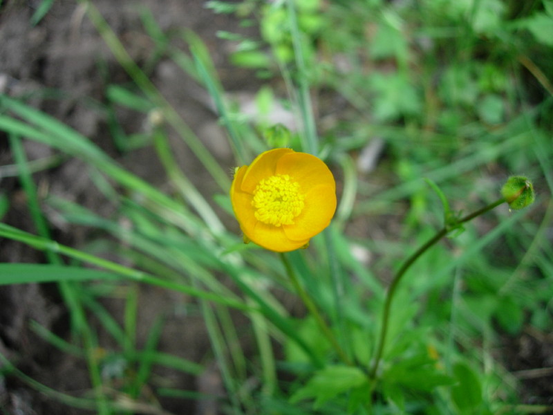 dscn7860.jpg