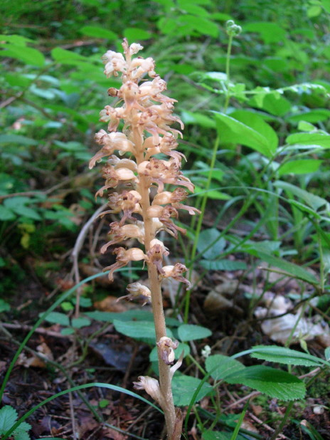 dscn7958.jpg