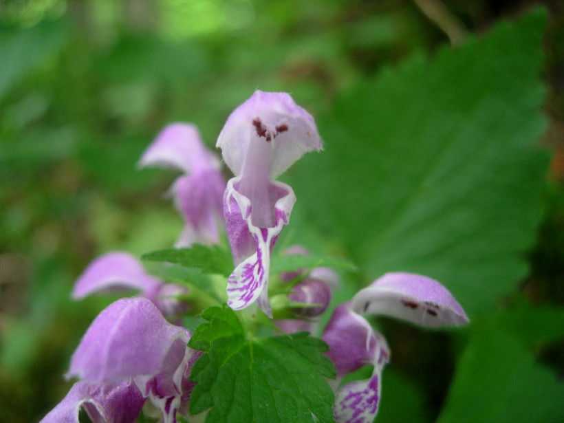 dscn7972.jpg