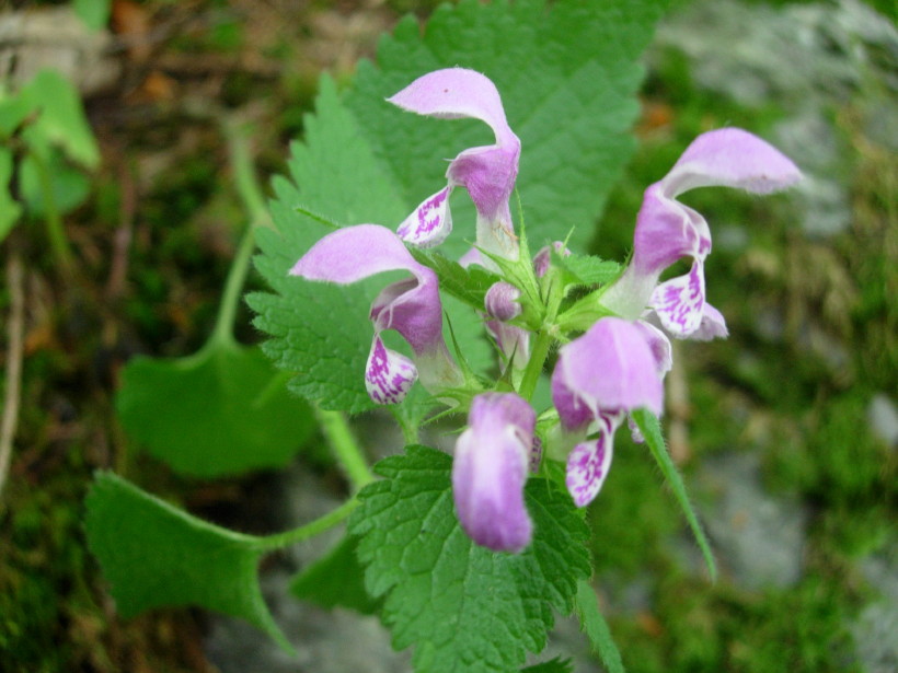 dscn7975.jpg