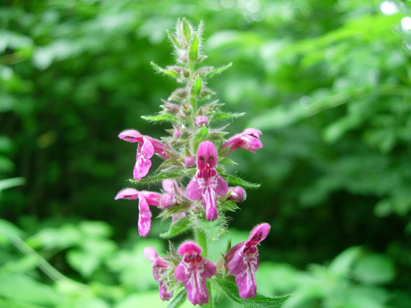 dscn7978.jpg