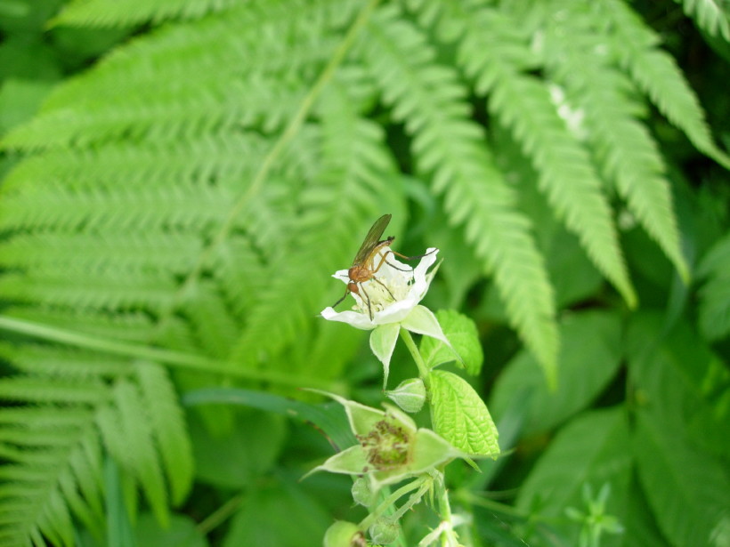 dscn7979.jpg