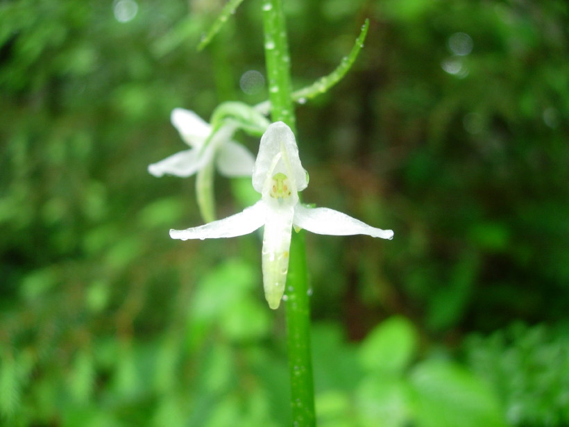 dscn7987.jpg