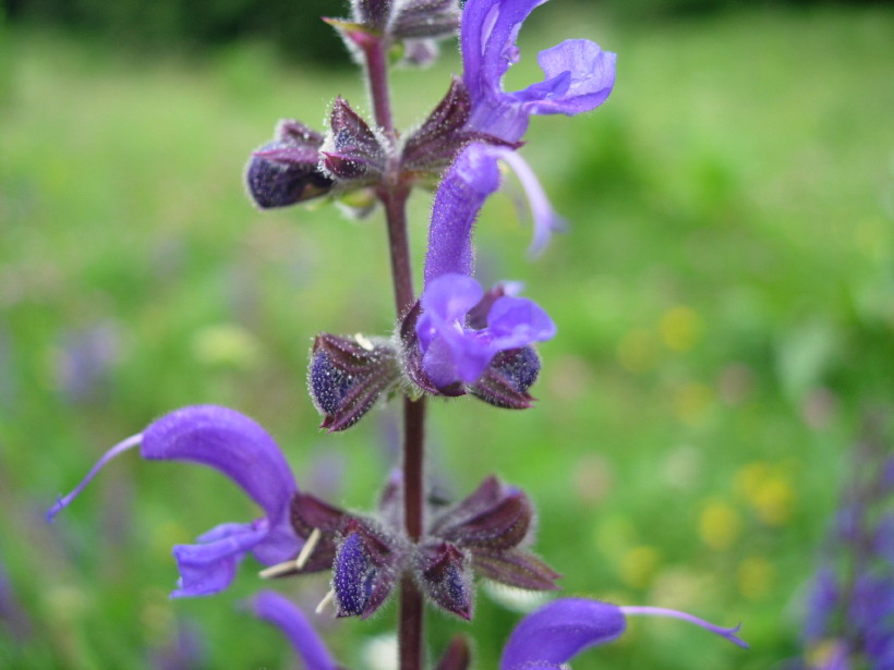 dscn8031.jpg