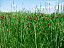 Pour agrandir cliquer sur la vignette dscn7742.jpg